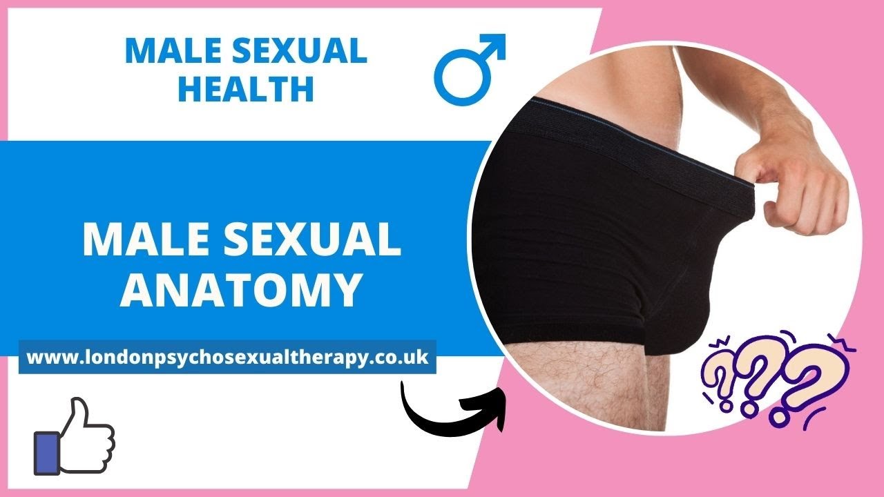 Male Reproductive Anatomy- Penis As An Extension Of Ego