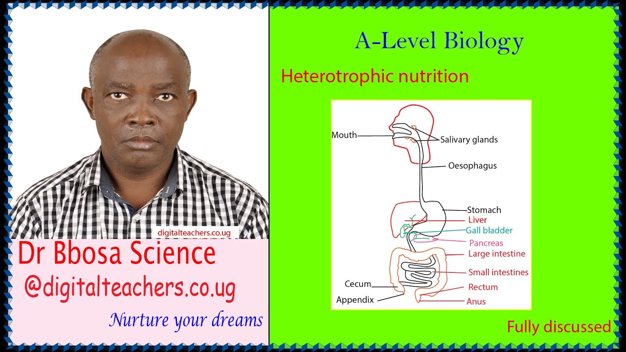 A-level biology lesson 9: Heterotrophic nutrition A level By Dr Bbosa Science