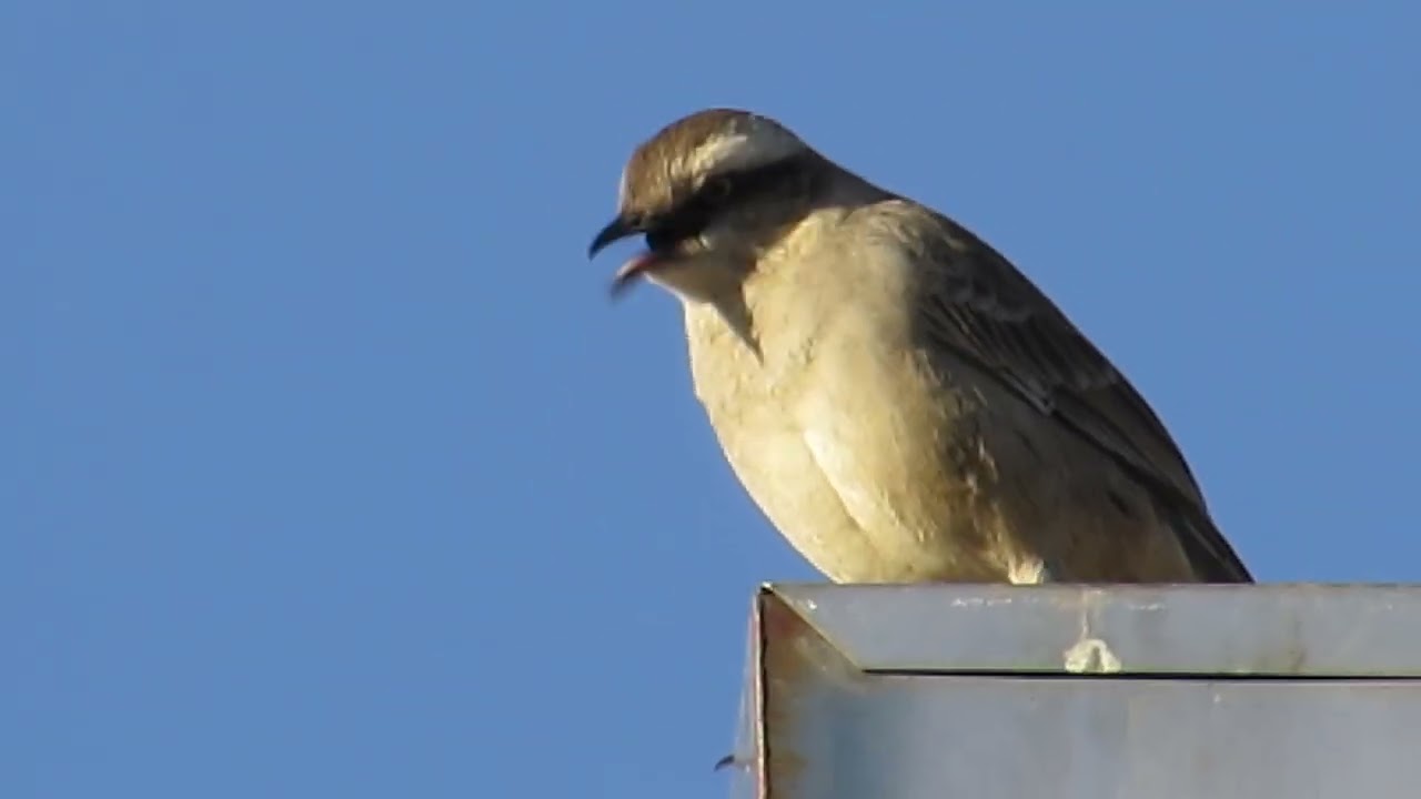 Sabiá-do-campo - Mimus saturninus