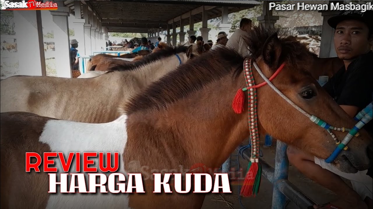 REVIEW HARGA KUDA DI PASAR