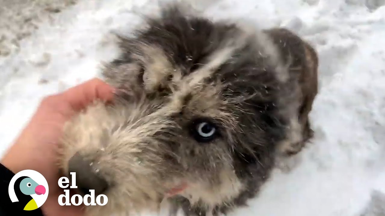 Perrita callejera le pide a un hombre que se detenga a ayudarla | El Dodo