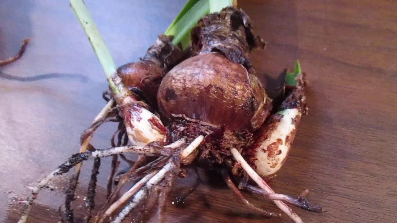 Последовательность роста луковицы амариллиса (Hippeastrum).