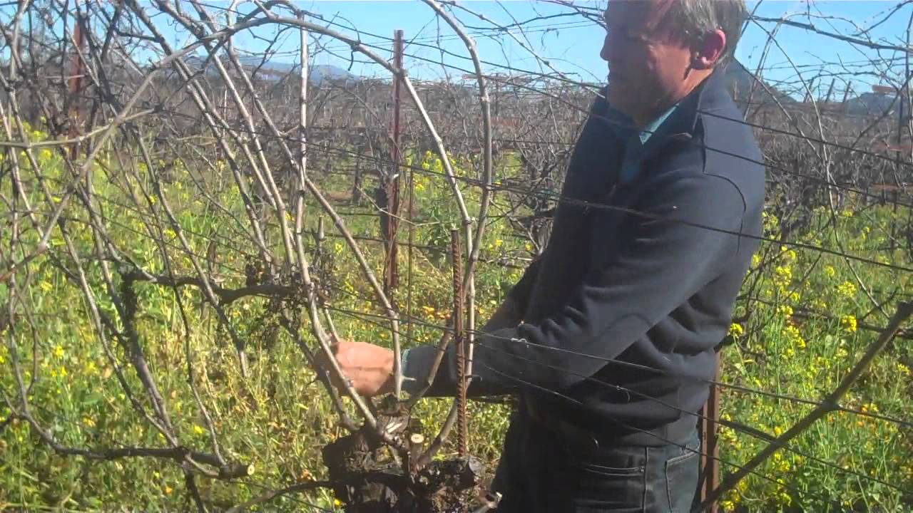 Cane prune 2015