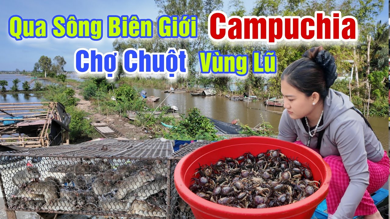 MÙA CHẠY LŨ QUA SÔNG BIÊN GIỚI CAMPUCHIA QUÁ NHIỀU ĐẶC SẢN CHUỘT ĐỒNG Ở CHỢ THƯỜNG PHƯỚC