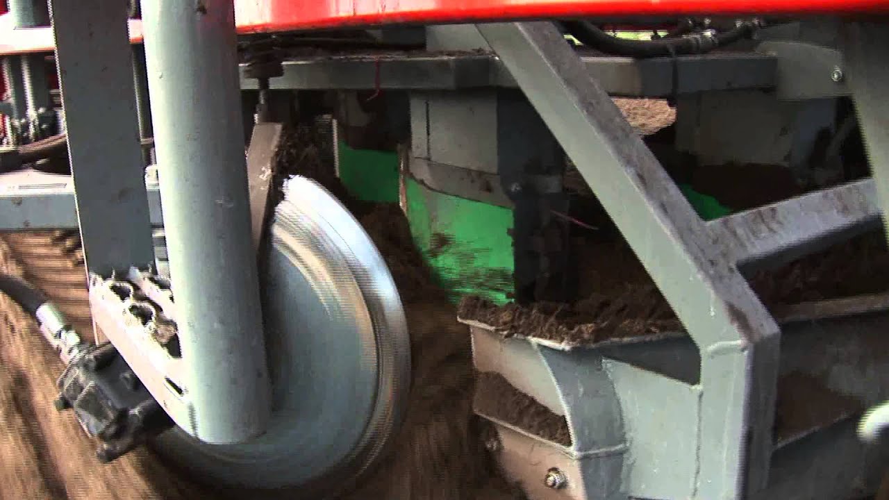 Lelies planten bij Veninga Hijken Bloembollen bv