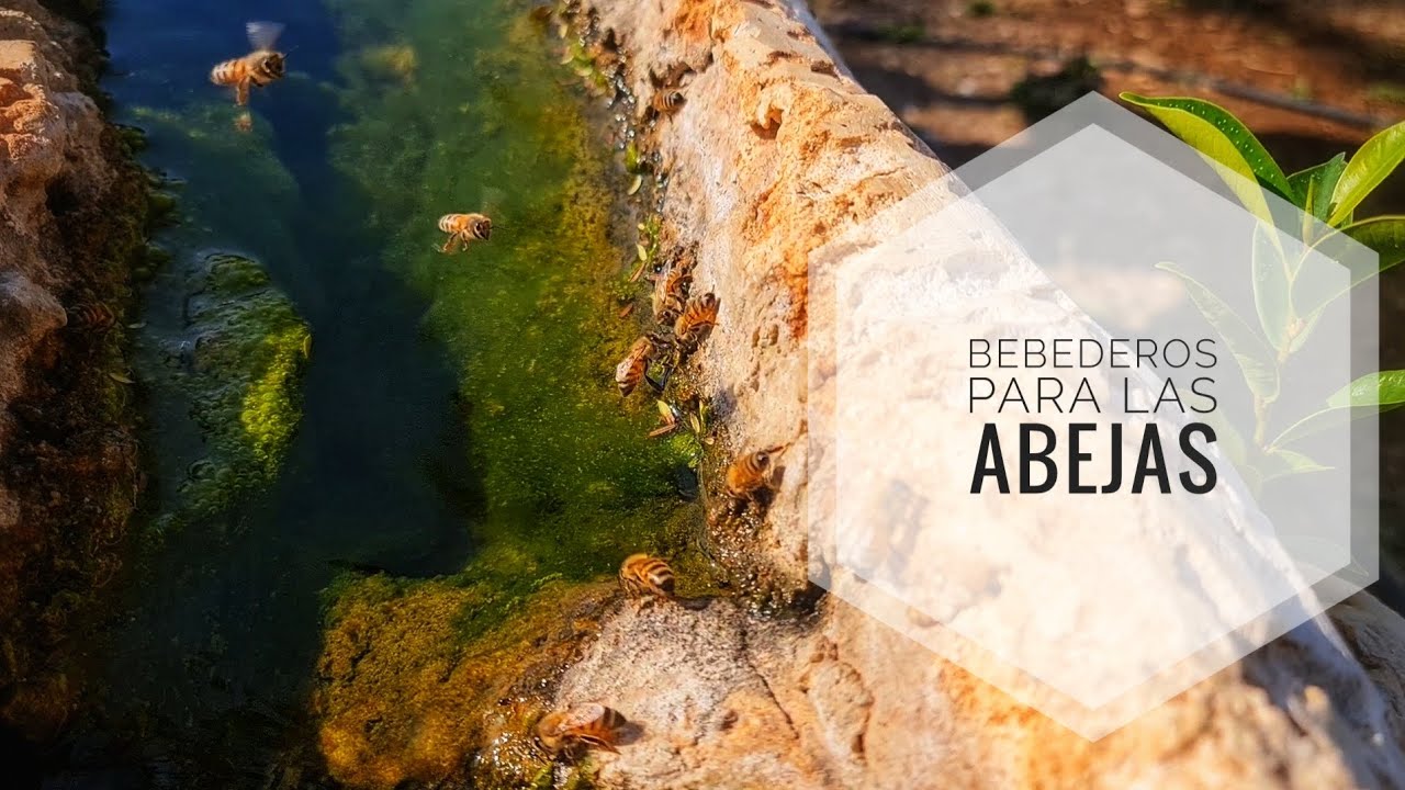 Bebederos de las abejas! Israel
