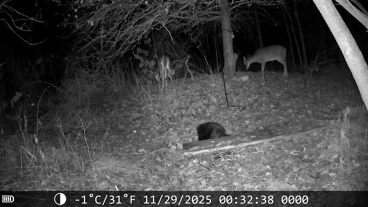 November 29, 2025 Deer and Porcupine seem to get along