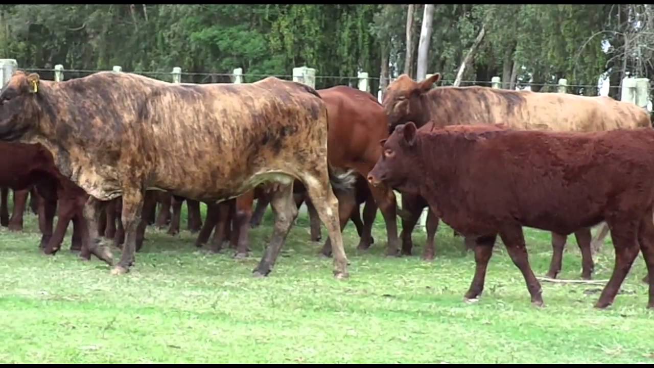 LOTE 21 Lote de 20 Vacas BRAVON 3 8 Prenhes e com cria ao pé