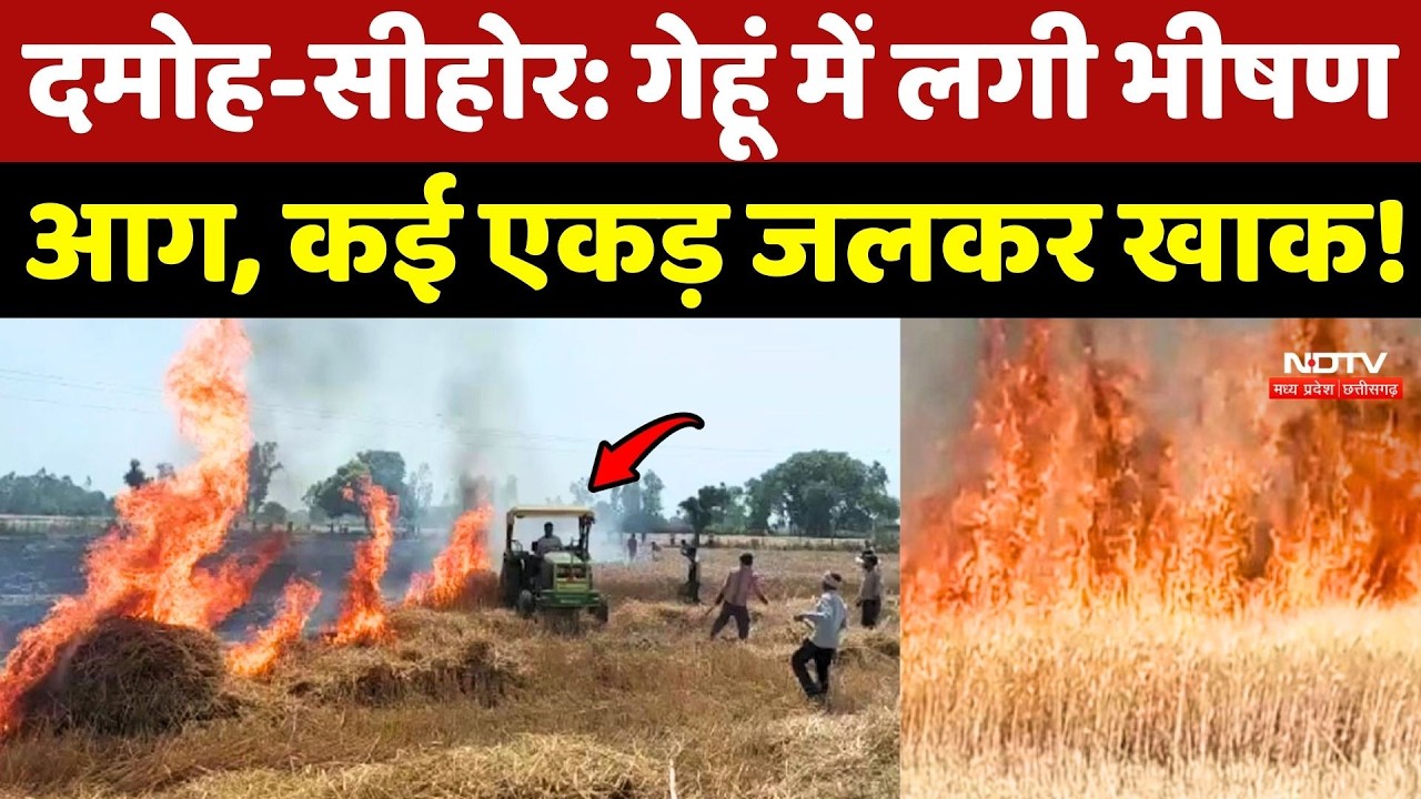 Damoh और Sehore:  गेहूं में लगी भीषण आग, कई एकड़ जलकर खाक! Wheat Crop Fire | Farmers | Breaking News