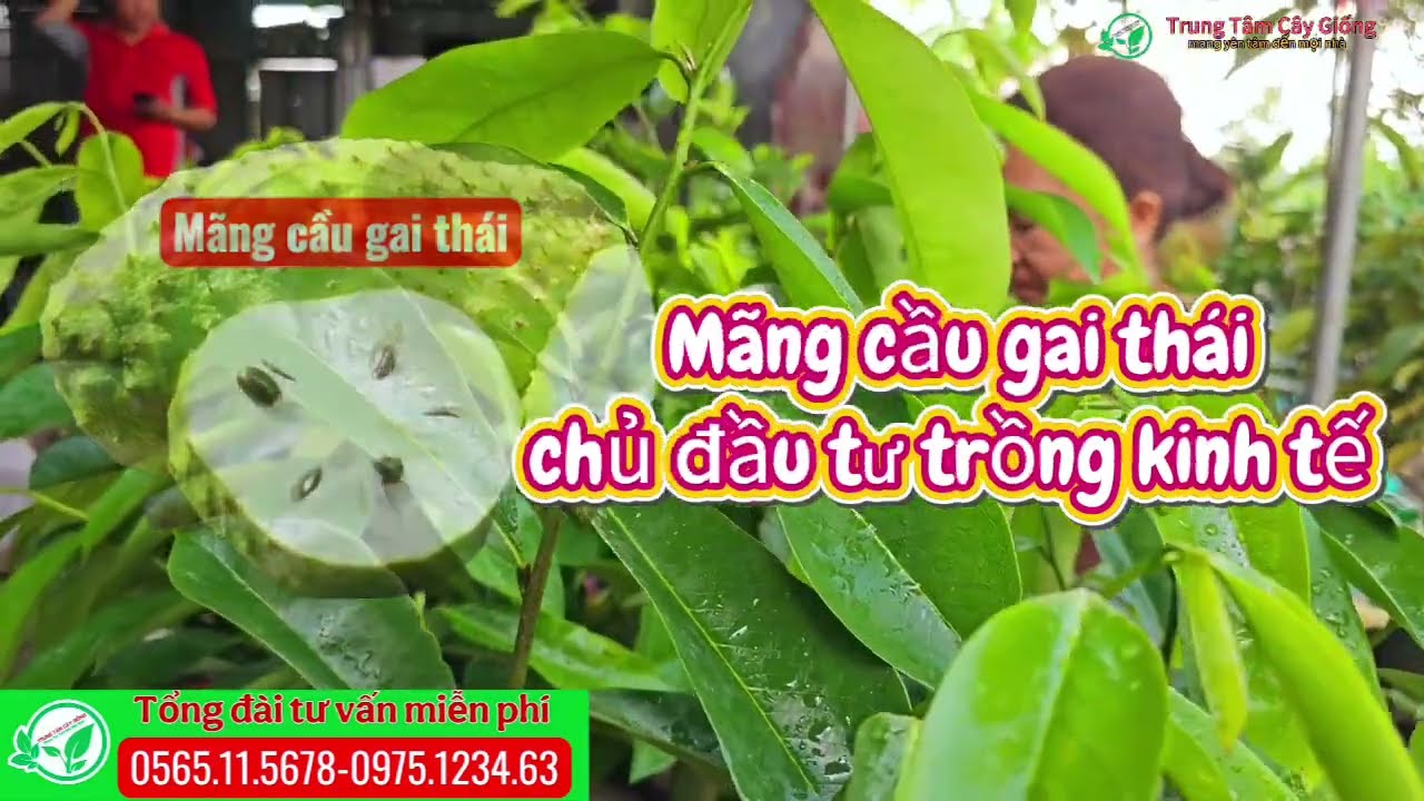 50 cây mãng cầu gai thái cho chủ đầu tư trồng kinh tế