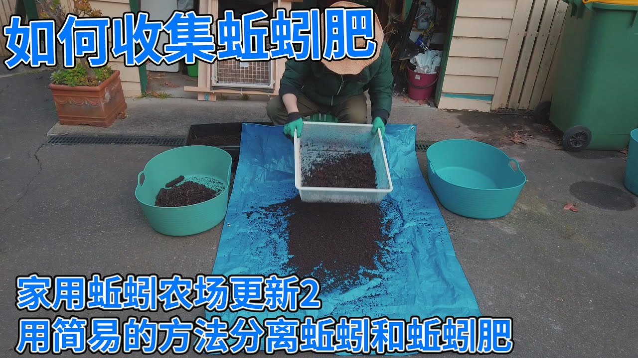 非常简易的方法收集蚯蚓肥 | 家用蚯蚓农场更新2