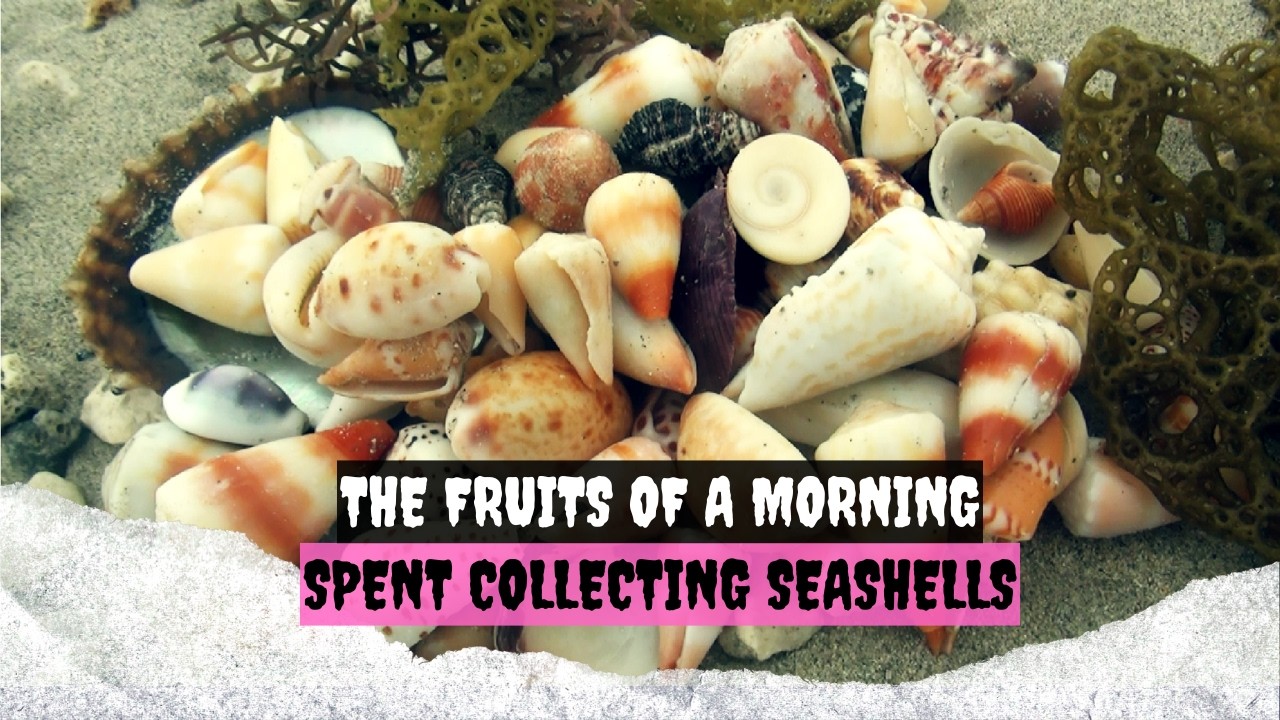 The fruits of a morning spent collecting seashells
