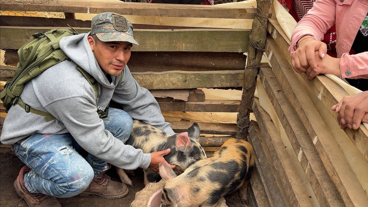 👉🏼Marvin También Está Criando Dos Marranitos, Es Hombre De Negocios🐷