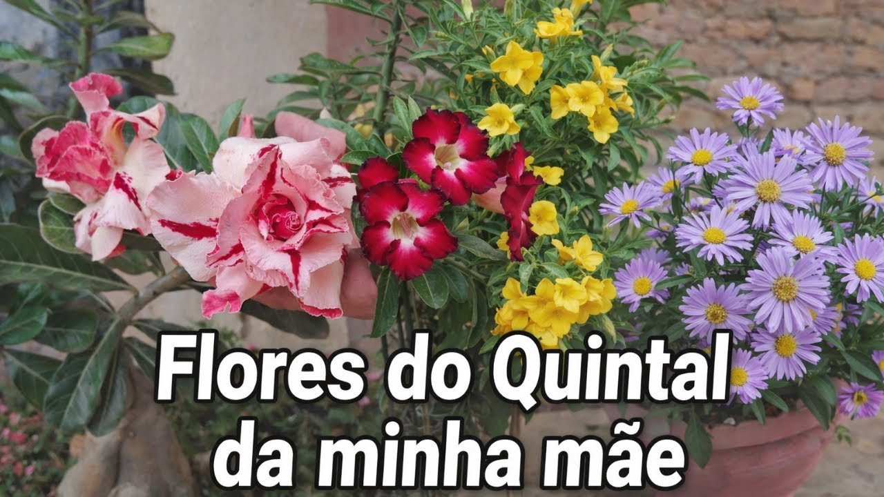 Olha o tanto de flores no quintal da mãe 🌸👀