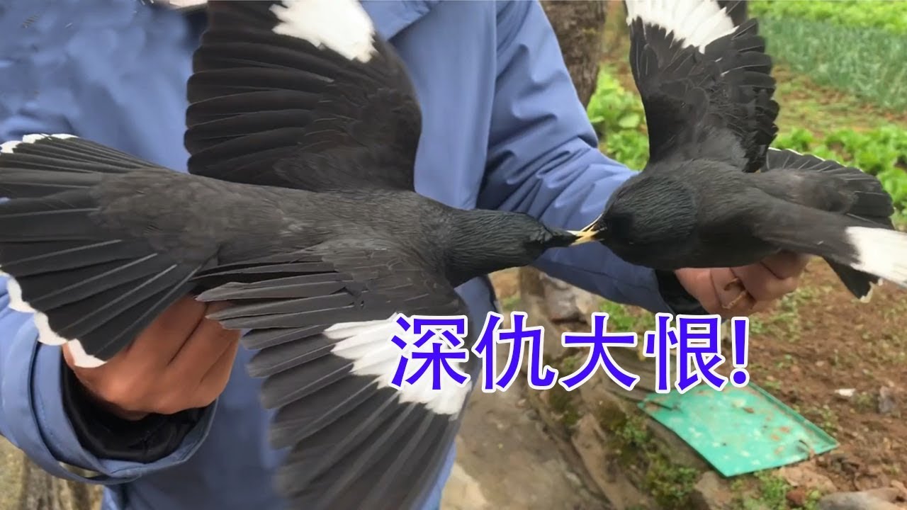 保护鸟类：这两只鸟好像有仇，一见面就掐【天下一场梦】