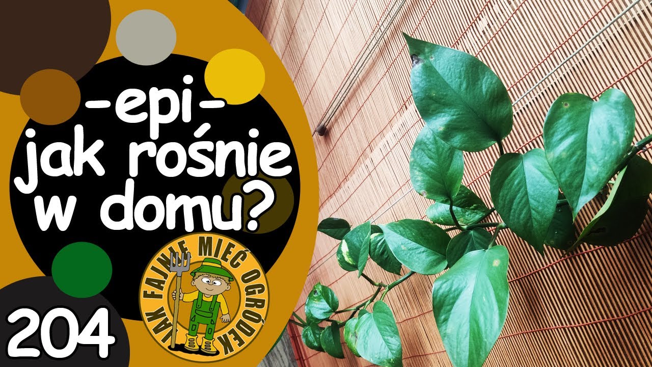 #204 Jak pielęgnować scindapsus, epipremnum w domu?