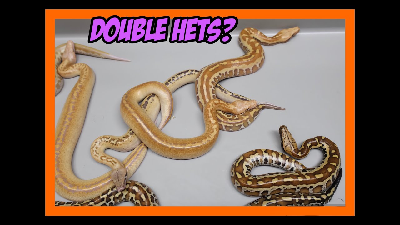Zigzag Lyly Matrix X Zigzag Lyly Matrix Blood Python Clutch!