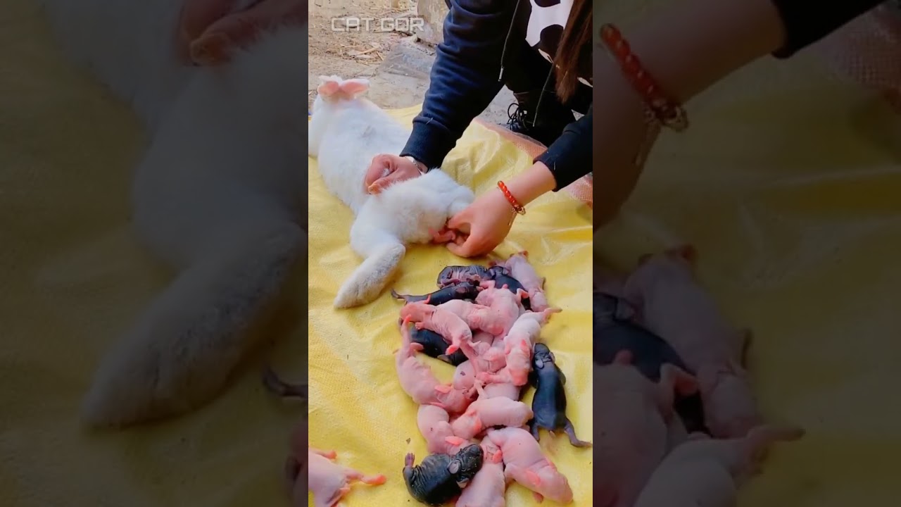 rabbit giving birth 100 babies😳#rabbit #rabbits #shorts #viral #cute #bunny funny animals