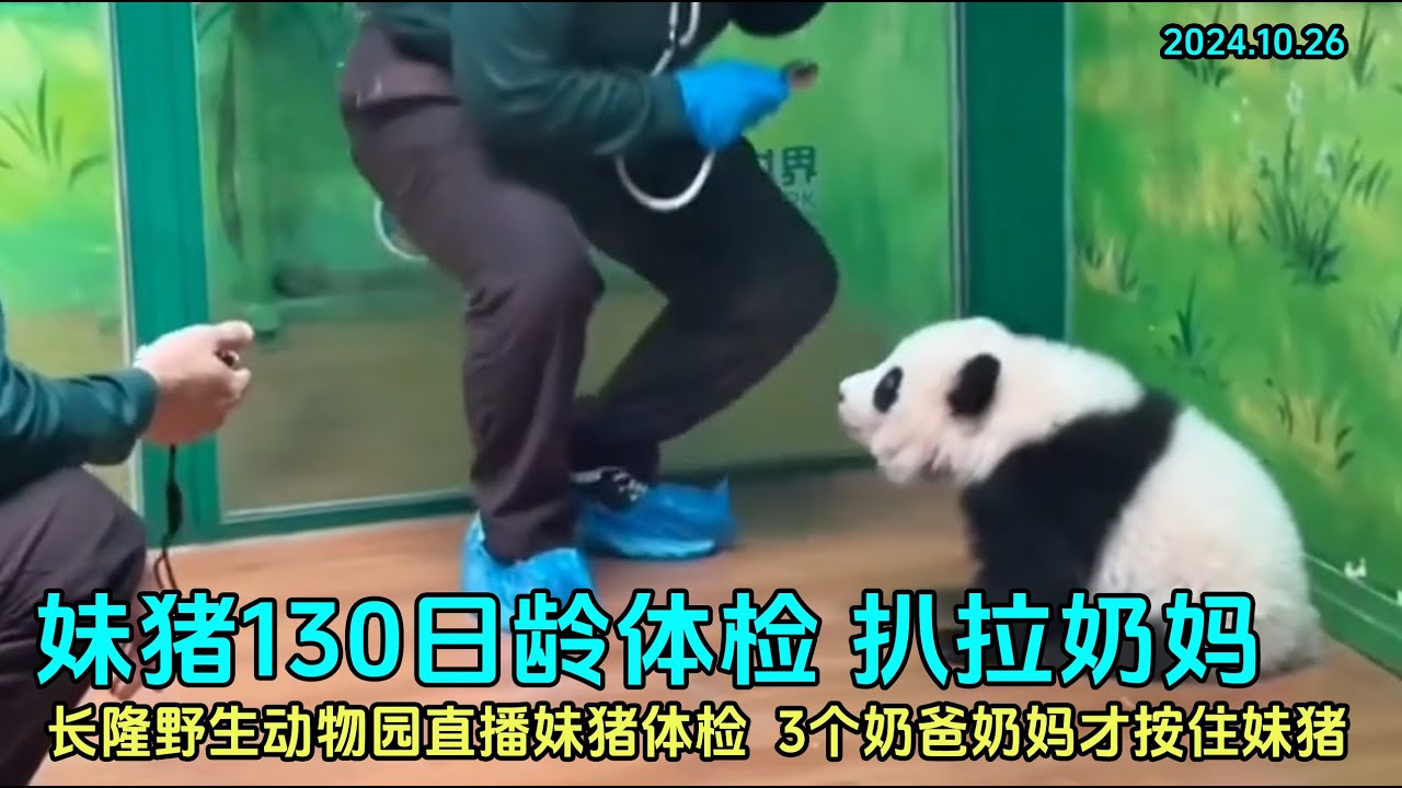 10月26日 妹猪130日龄体检直播完整过程，妹猪扒拉挣扎想和青姐玩#panda #大熊猫妹猪 #大熊猫萌萌