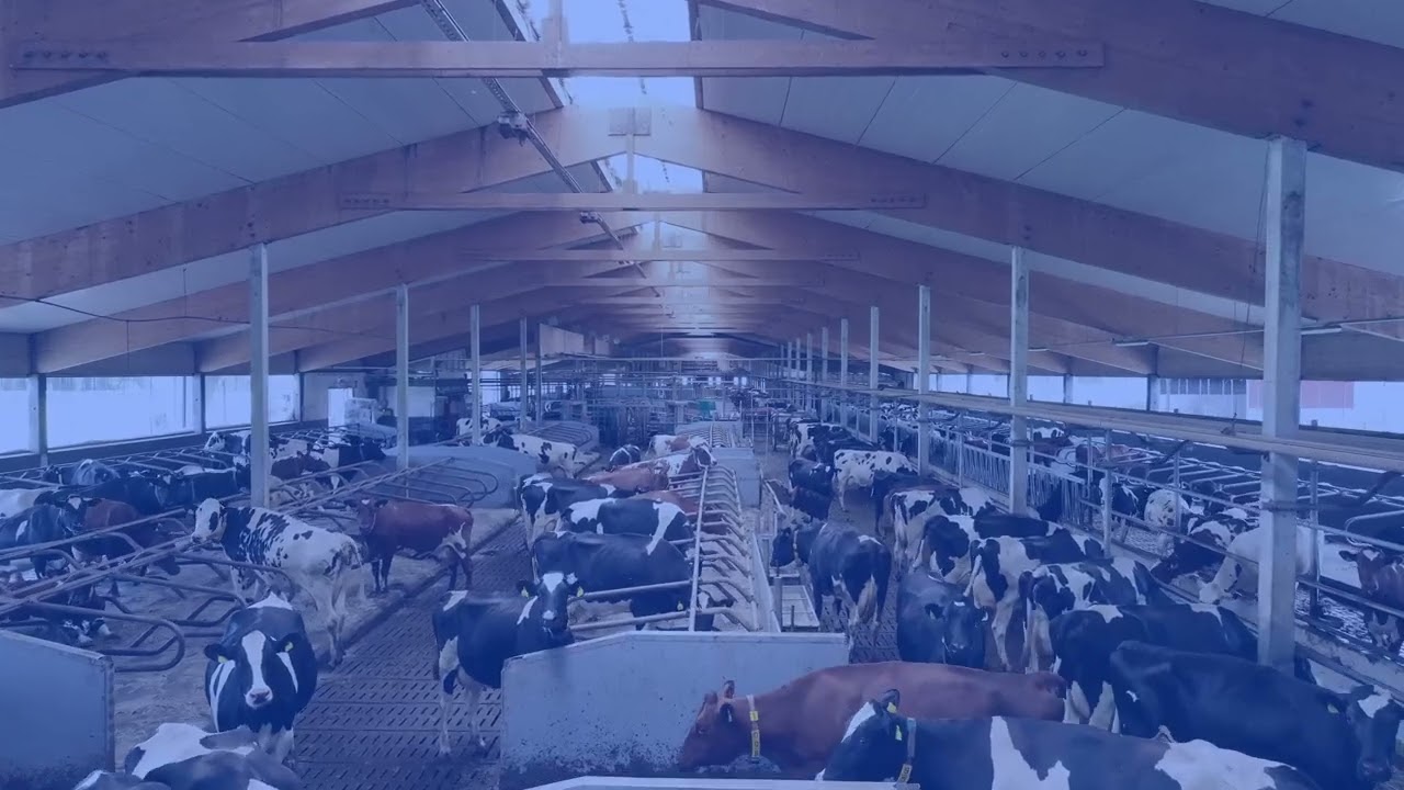 Pellon Feedline e-Pro vastaa automaattiruokinnasta Bullteam Oy:n tilalla