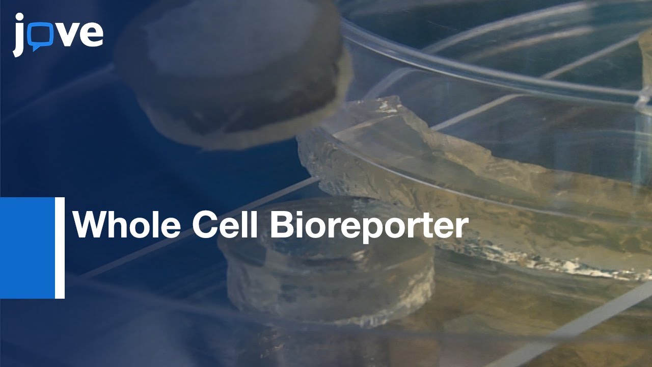 Whole Cell Bioreporter Approach to Assess Organic Contaminants | Protocol Preview