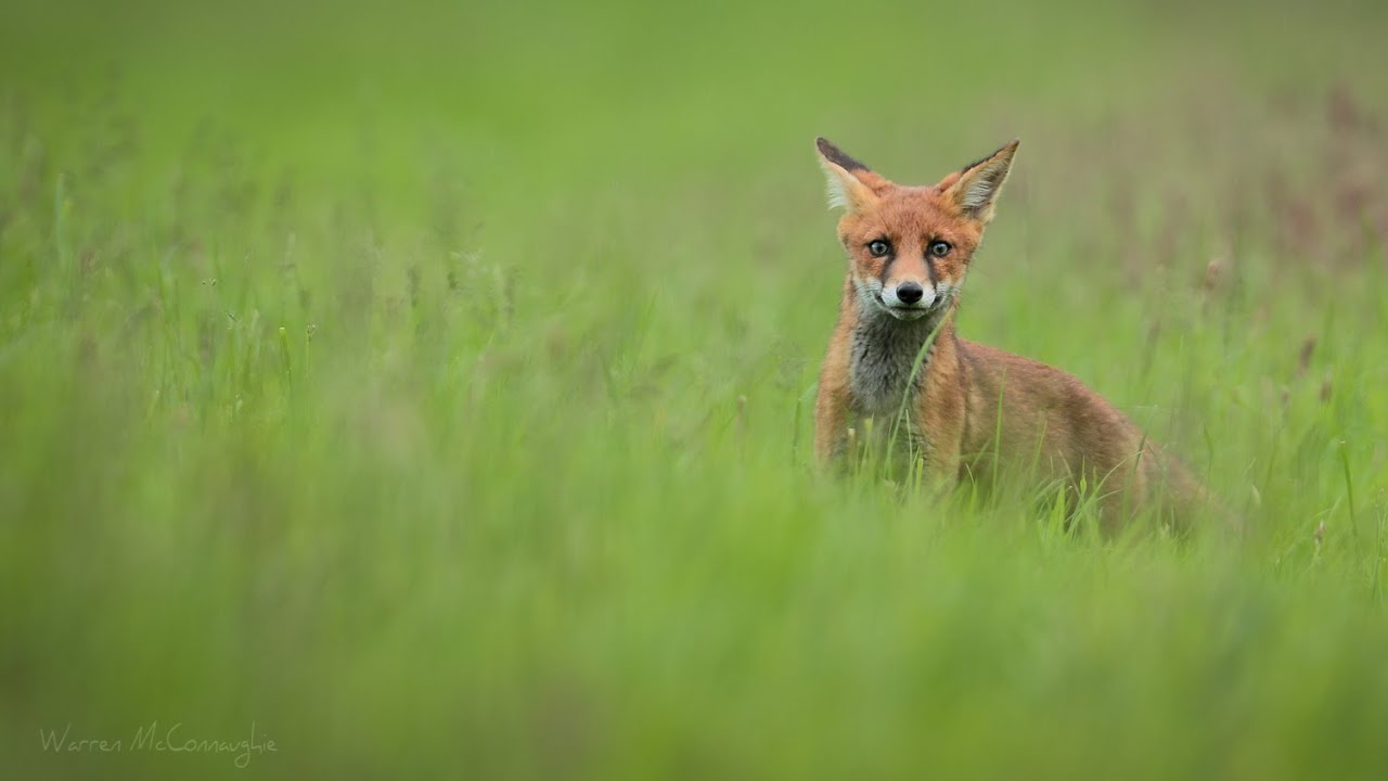 Male Fox out hunting rabbits