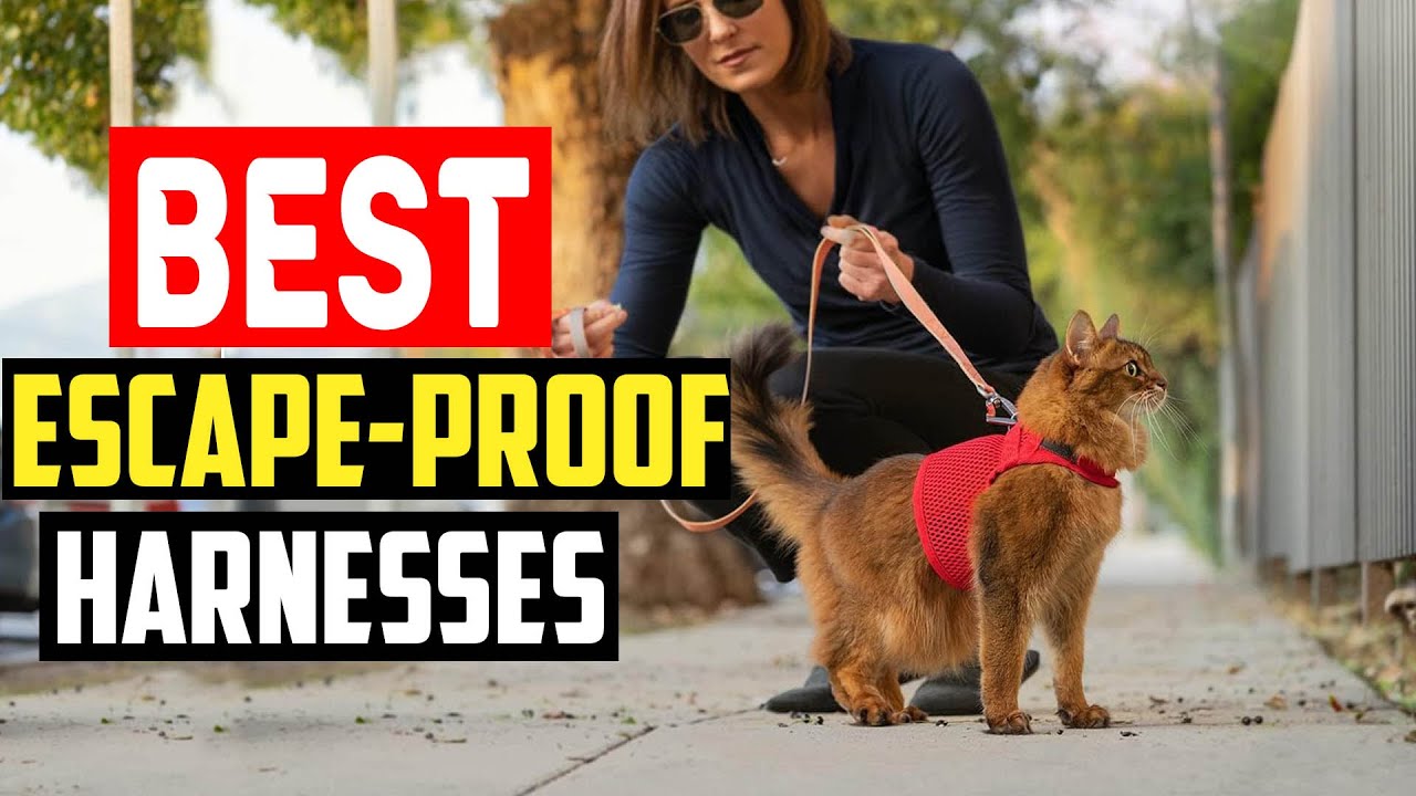 ✅Top 5 Best Escape Proof Harnesses for Houdini Dogs in 2024