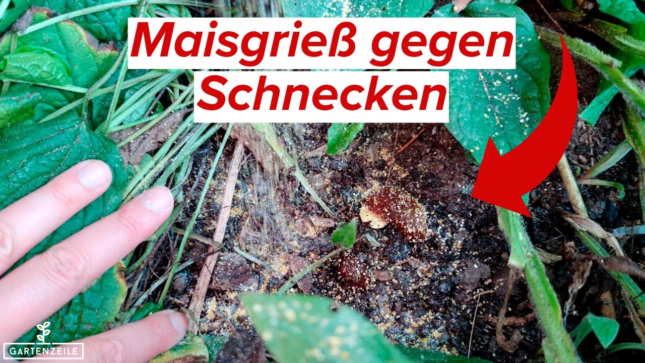 Schnecken vs. Polenta Maisgrie&szlig;: Unser Experiment. Wirkt das?