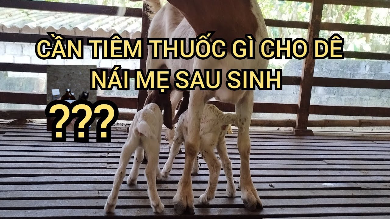 CẦN TIÊM THUỐC GÌ CHO DÊ NÁI SAU SINH.- 0967280093