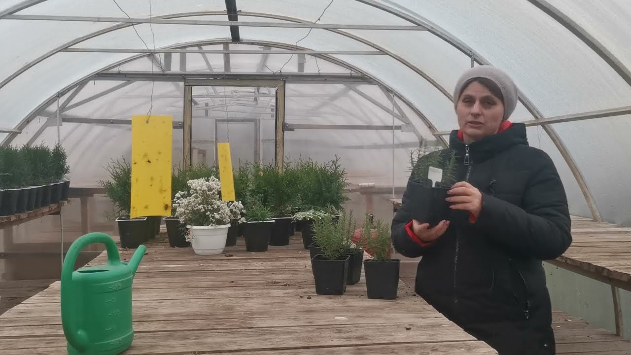 Куда спрятать розмарин зимой