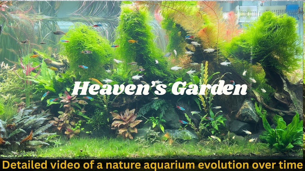 Nature aquarium evolution.
