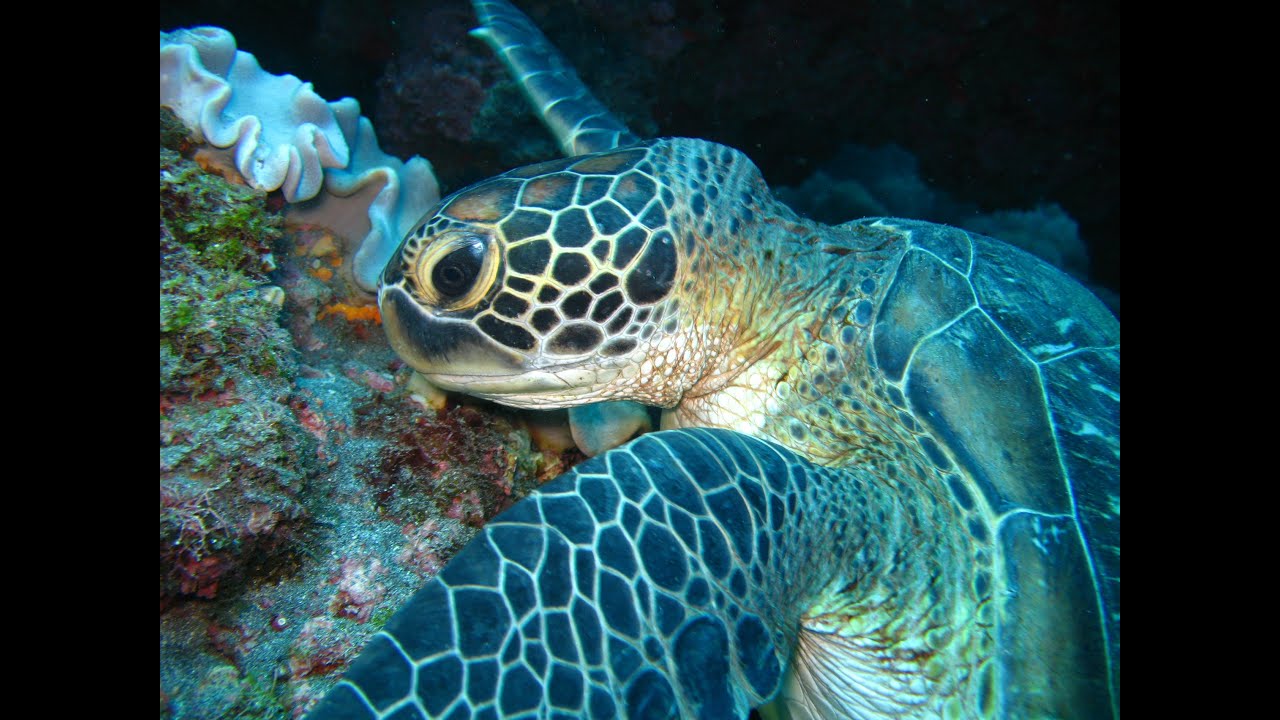 LA RÉUNION : Algues rouges et tortues vertes