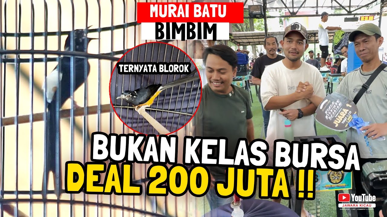 Pembeli Deal Harga 200 Juta 🔥😱 BUKAN KELAS BURSA Murai Batu BIMBIM ‼️JUARA SATU BAWA MOTOR#episode01