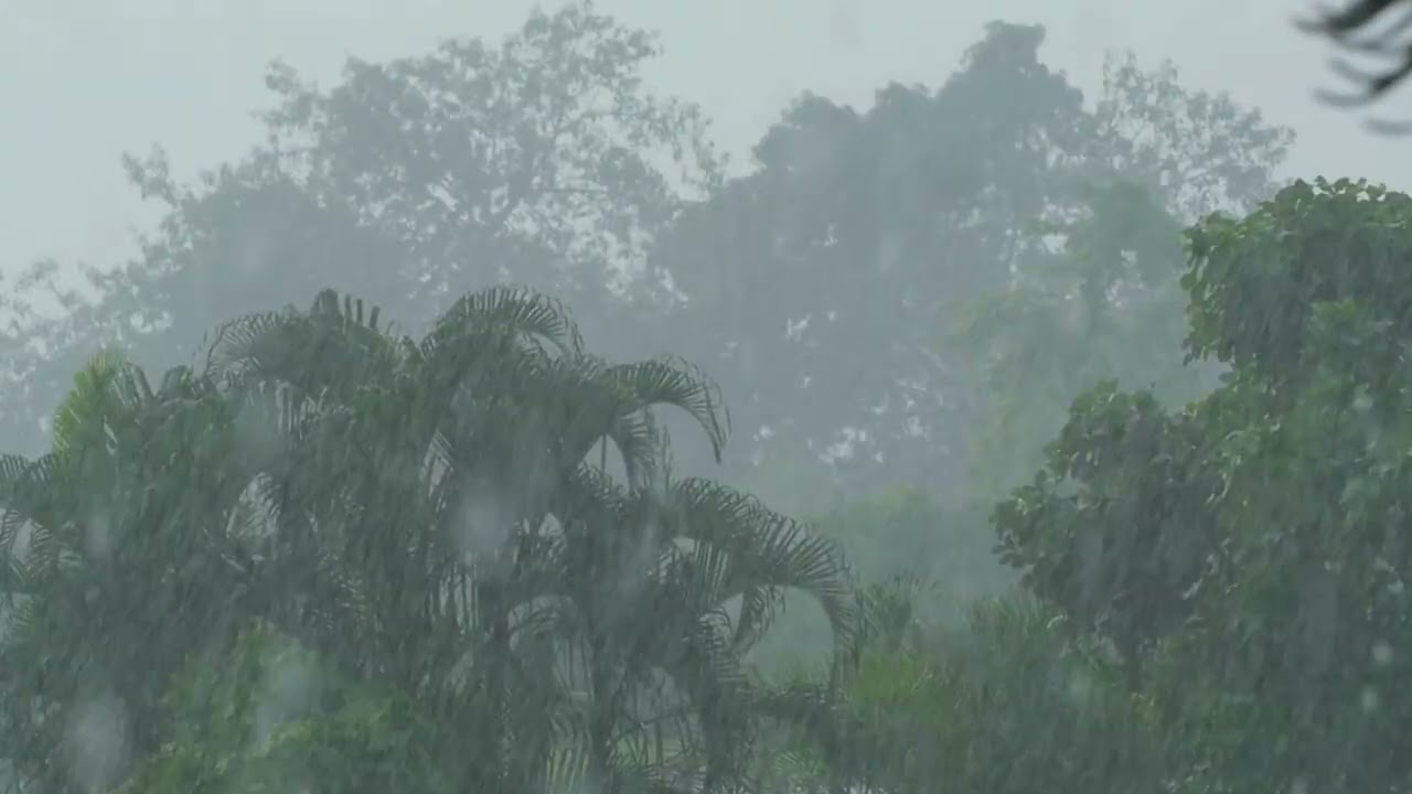 Som de Chuva na Floresta 🌧️ | Relaxamento Profundo e Sono Tranquilo