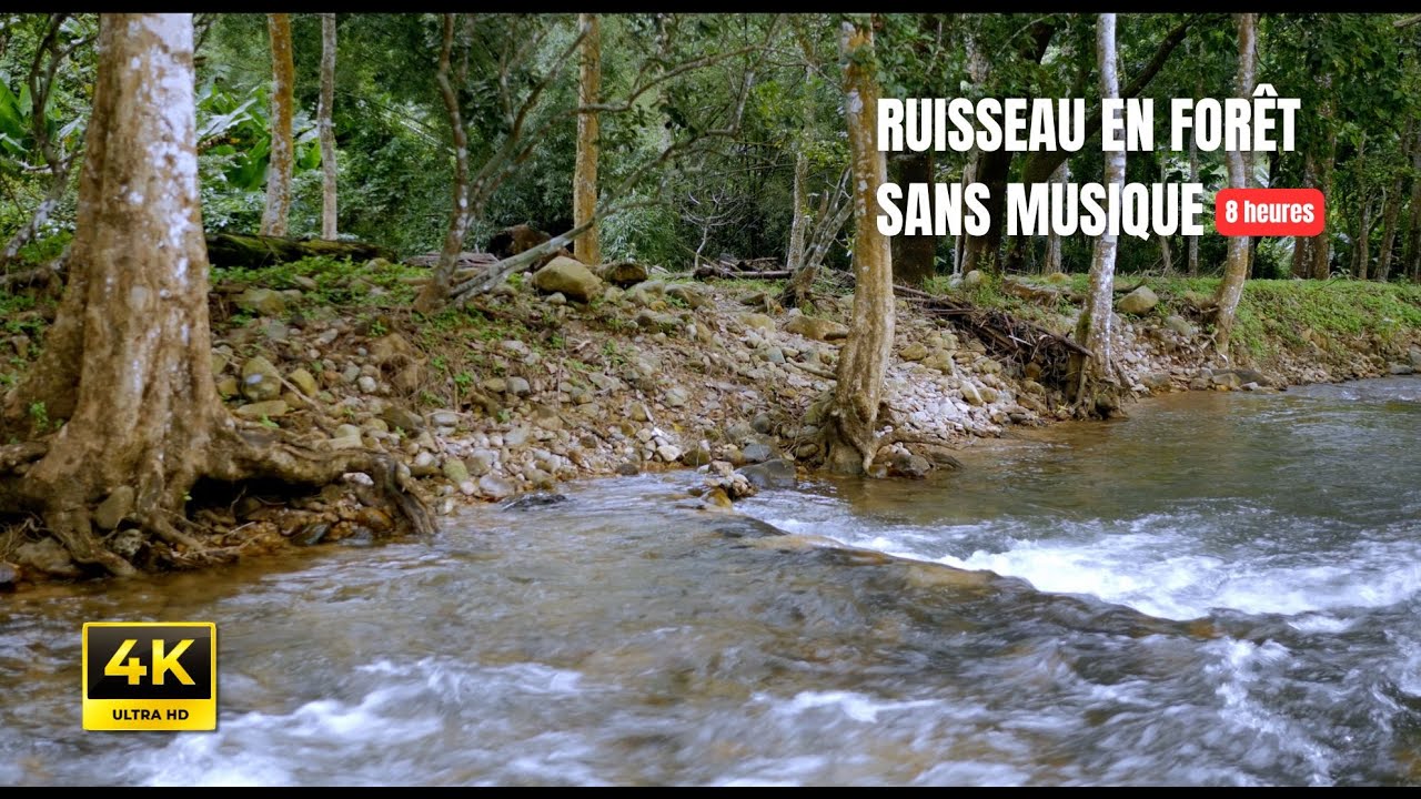 Ruisseau et Racines en Forêt – 8H Bruit de l’Eau Naturel Sans Musique