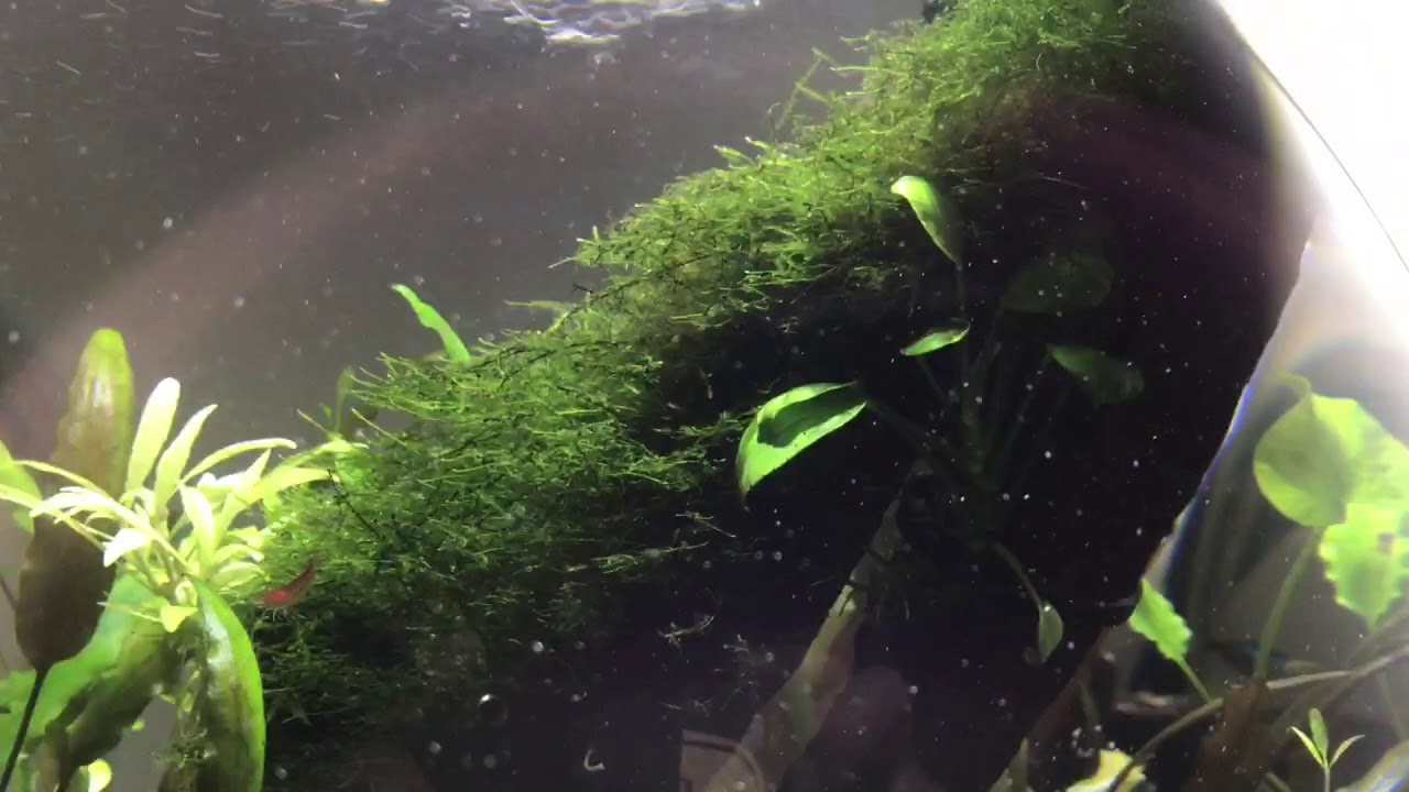 Aquael sphere 45 Shrimp bowl