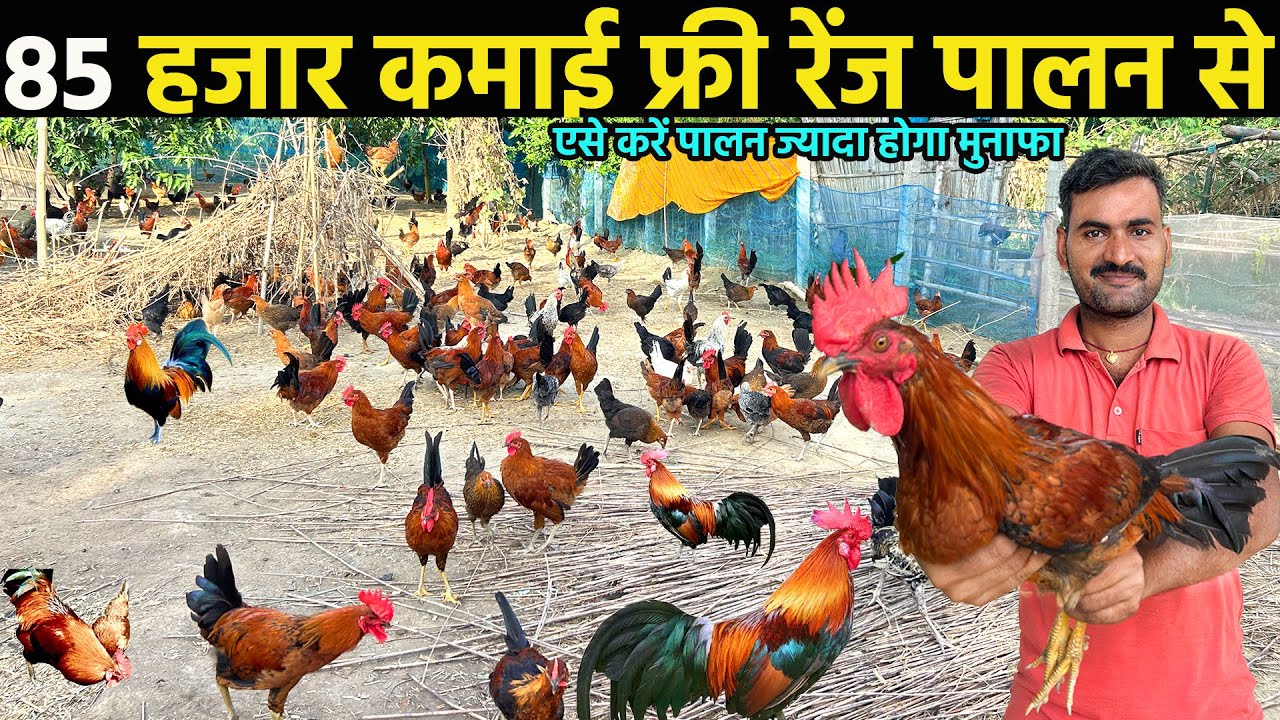 Poultry farm॥desi murgi farm business॥Small poultry farm business plan