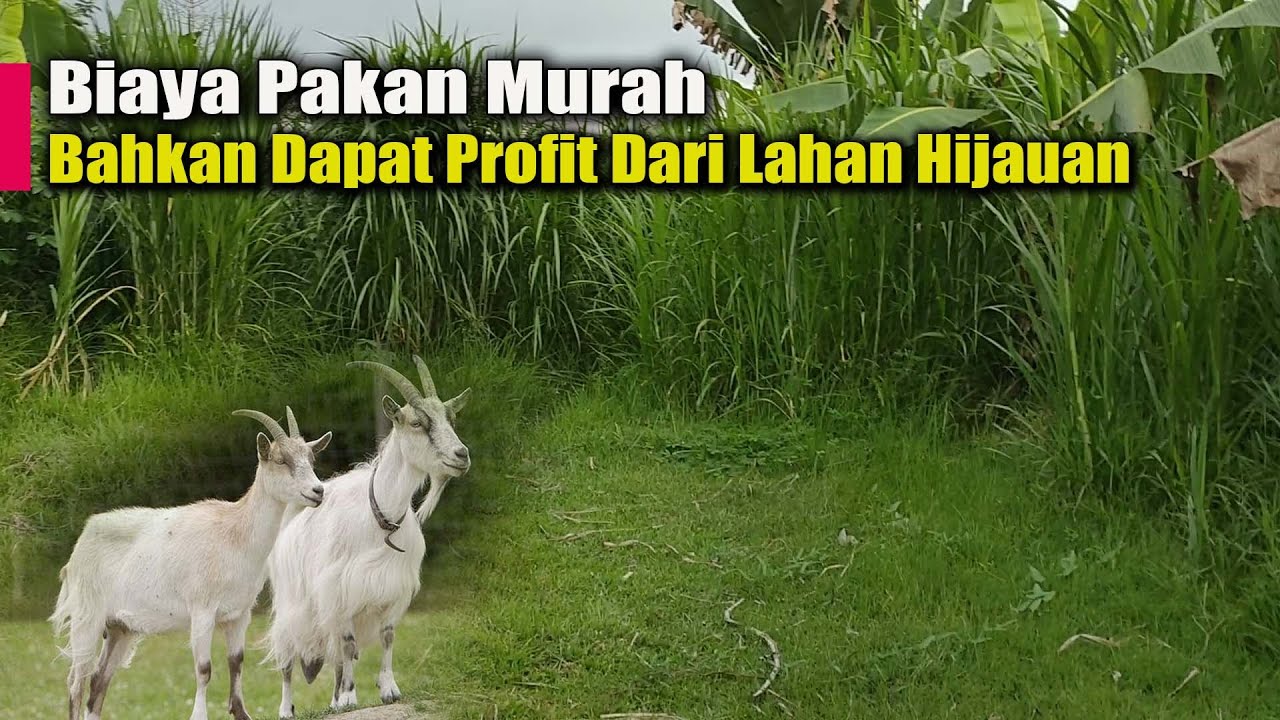 Sewa lahan pakan, bikin Stock Pakan Hijauan Rumput Berlimpah, Biaya Pakan Sangat Minim Biaya