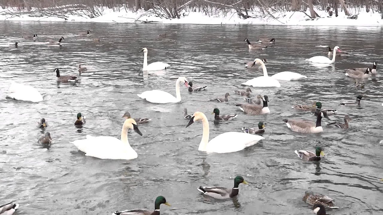 Greylag Goose Fight