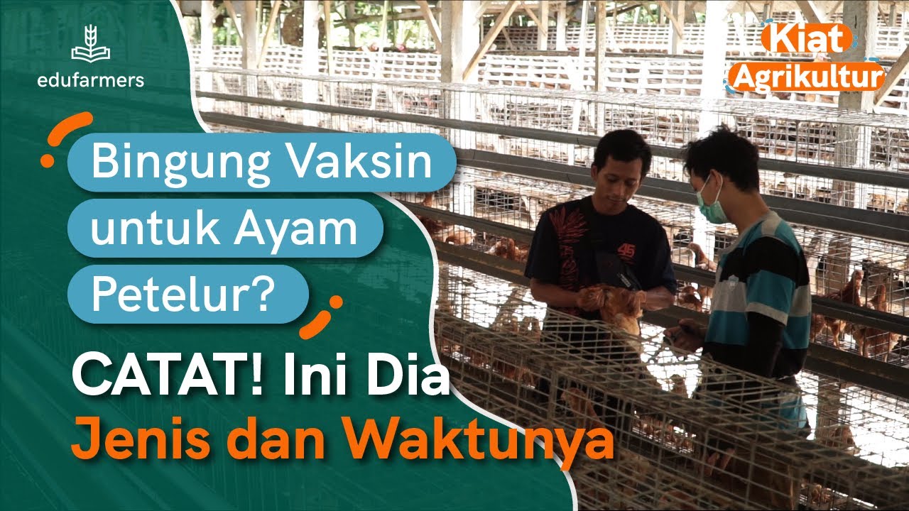 Vaksinasi Ayam Petelur Cegah Penyakit, Genjot Produktivitas Ayam