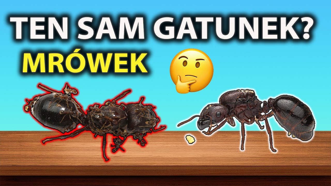 Carebara diversa vs Carebara diversa xD