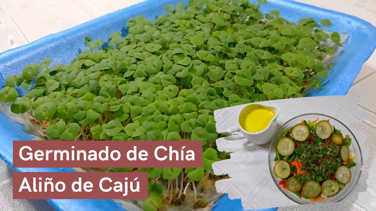 Germinado de Chía en Bandeja y Aliño de Cajú 😍 | Cocinando con Elvira 👩🏻‍🍳