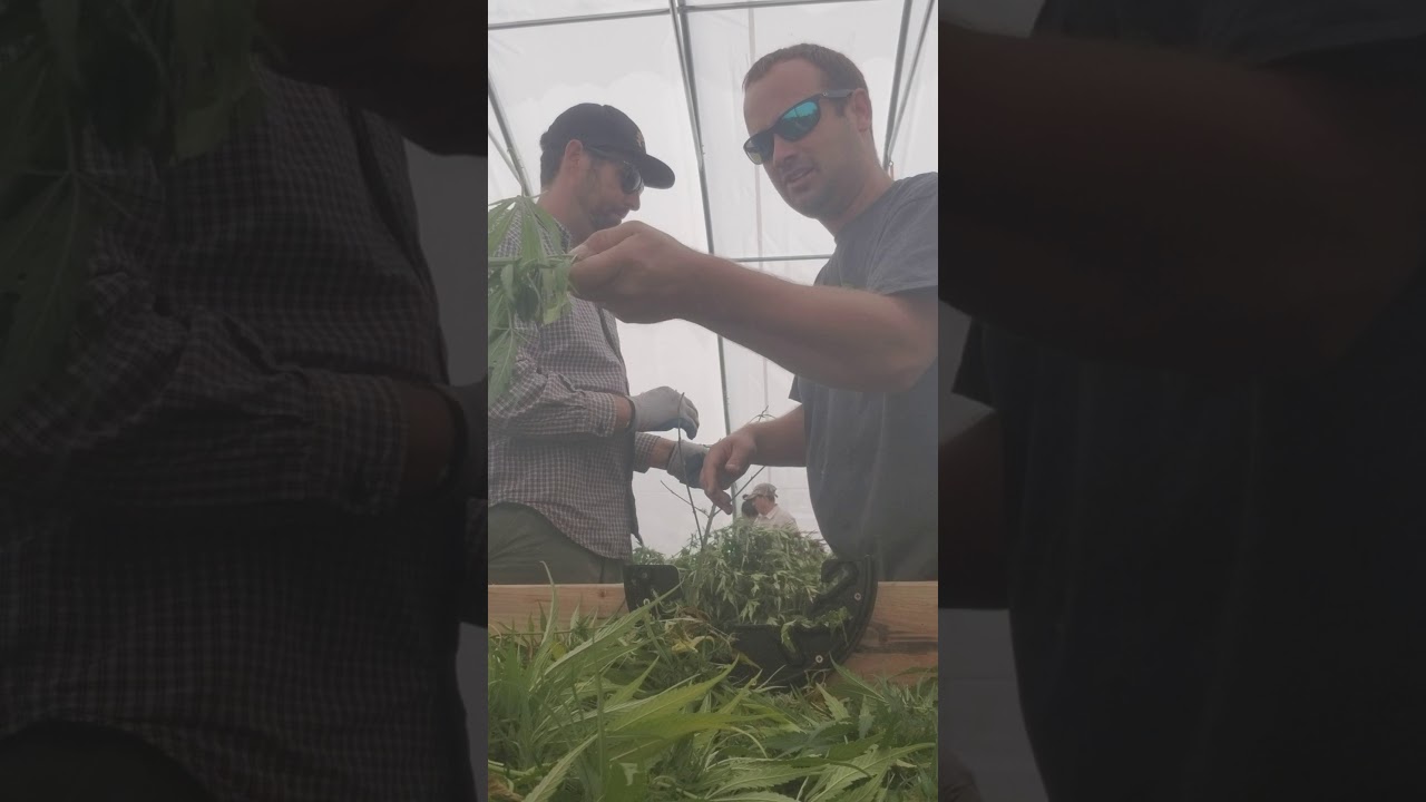 Using a de-budder lid from original420brand on a hemp farm