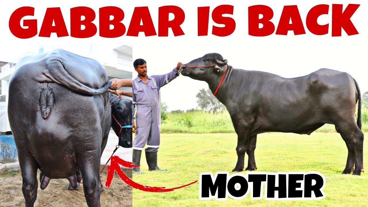 Latest video HSB Murrah Bull-Gabbar👍अब आपके घर भी होंगी 20+ KG दूध वाली भैंसें💪
