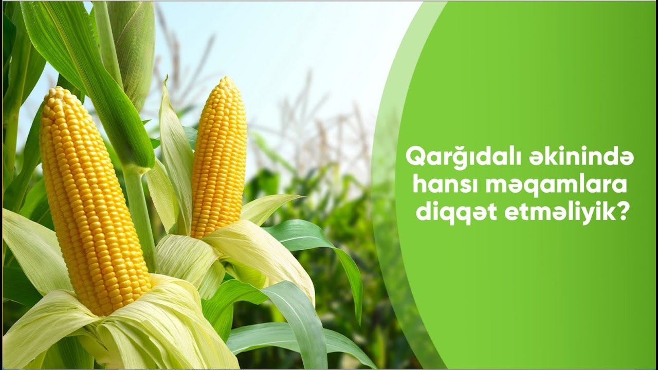 Qarğıdalı əkinində hansı məqamlara diqqət etməliyik?