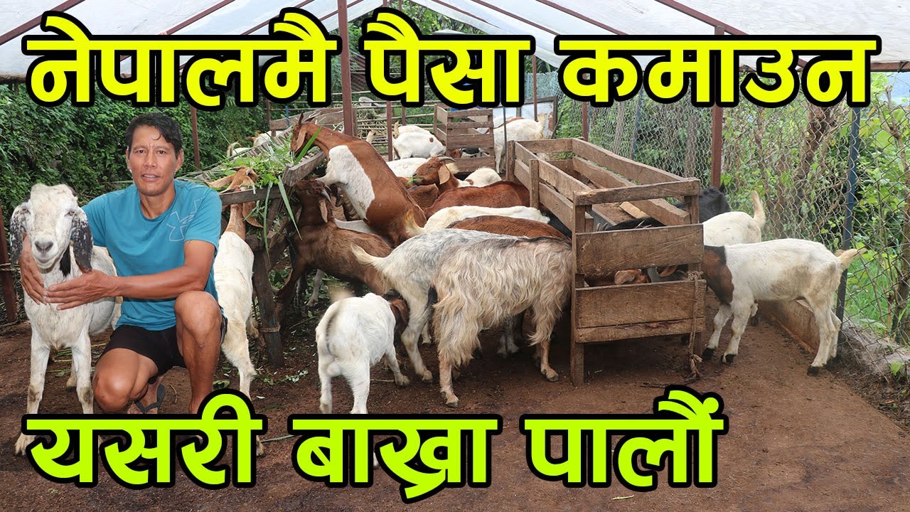 नेपालमै पैसा कमाउन यसरी बाख्रा पाल्नुहोस् ! घरखर्च चलाउन बिदेस जानु पर्दैन ||kiranpaudel