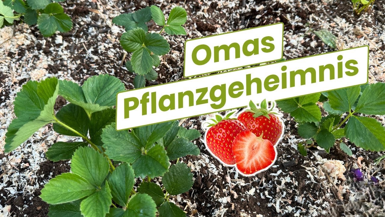 F&uuml;r Riesenpflanzen: So hat Oma Erdbeeren gepflanzt (Anleitung)