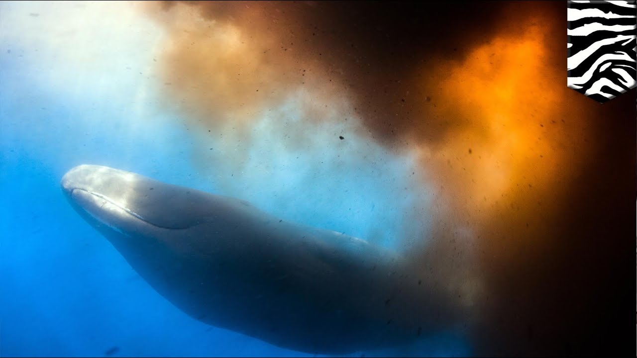 Caught on video: Sperm whale drops 100 meter wide deuce cloud on top of divers