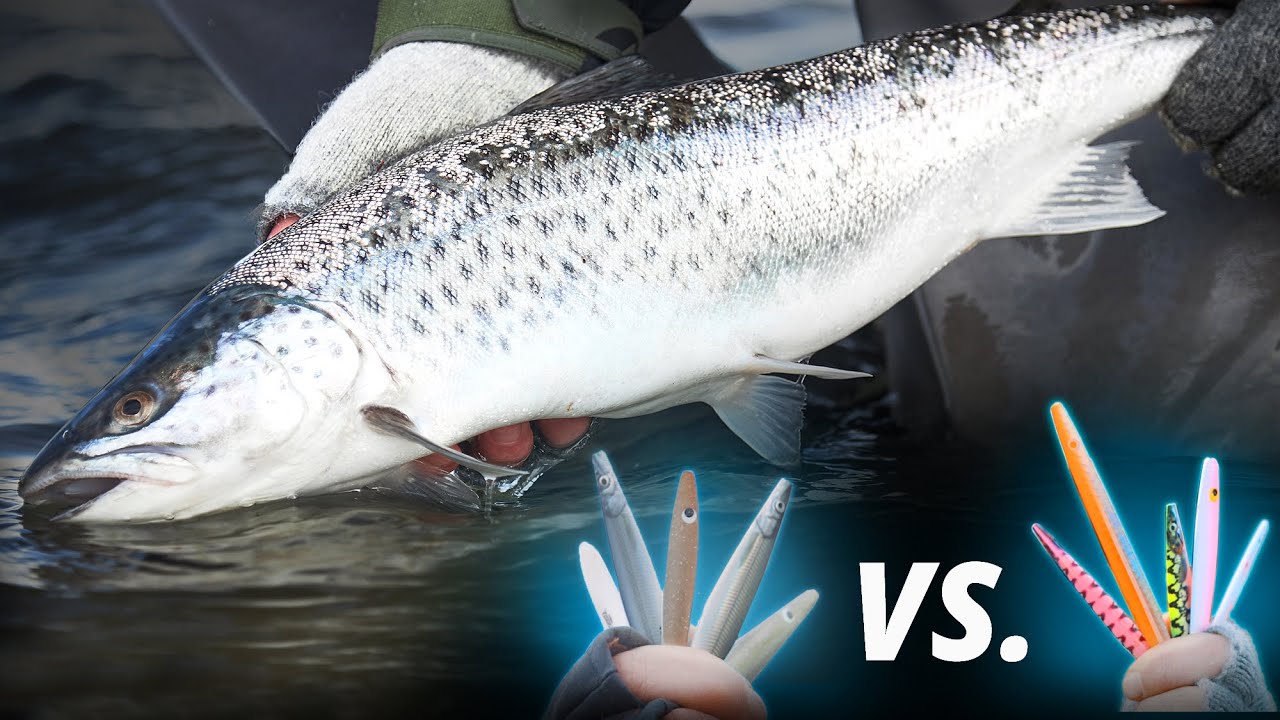 Neutral Vs. Hidsige Farver | Havørred Fiskeri Forår - Hvilken Farve Virker Bedst?