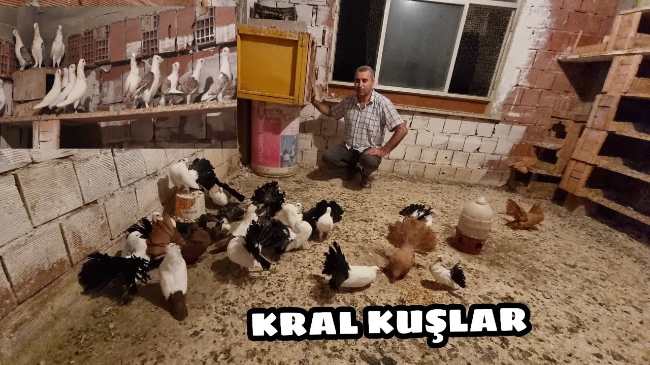 BU ADAMDA YOK YOK DUBLE KARAKUYRUK SEPETLER URFA GÜLLÜLERİ SARIKUYRUK KIRMIZIKUYRUK ve HÜNKARİLER